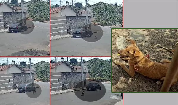 Casal é flagrado abandonando cachorrinha e caso vai parar na polícia