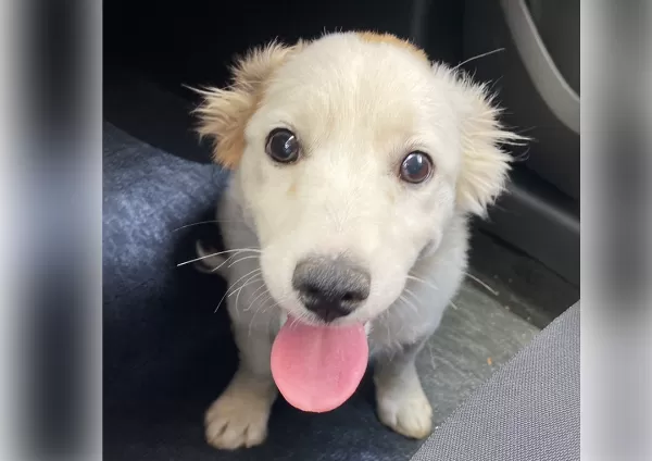 ONG Spaddes e Polícia Civil resgatam cãozinho vítima de maus-tratos em Garça