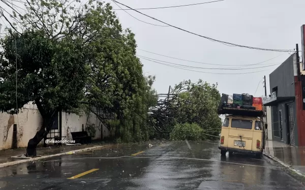 Temporal derruba 44 árvores, deixa quatro feridos e três famílias desalojadas em Marília