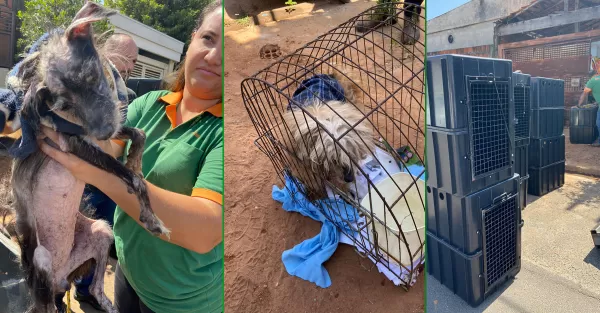 Mais de 50 animais são resgatados em situação de maus tratos em Marília