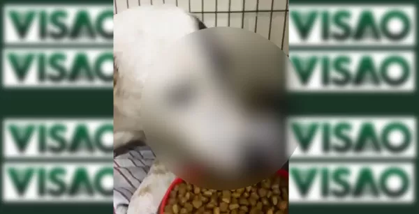 Homem quase é linchado após abusar sexualmente de animal