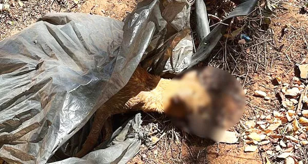 Crueldade: cãozinho é amarrado vivo dentro de saco de lixo