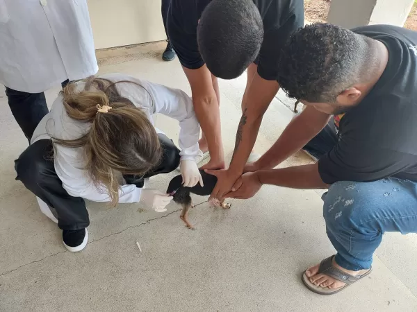 Marília terá mais uma campanha de vacinação antirrábica 