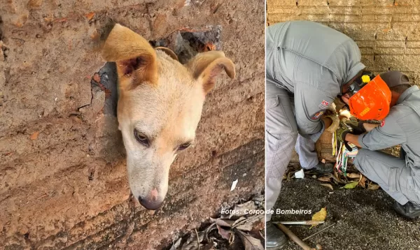 Cãozinho caramelo põe a cabeça onde não devia e mobiliza Bombeiros