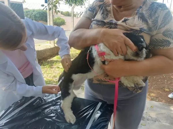 Saúde realiza neste sábado mais uma etapa da vacinação antirrábica em Marília