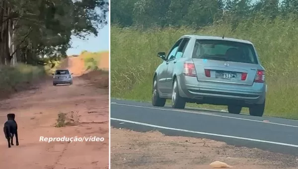 Cãozinho é abandonado por tutor em estrada rural de Garça. Mas, vídeo registra tudo e caso está na polícia