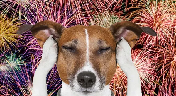 Fogos de artifício em festas juninas provocam desaparecimento de animais em Marília