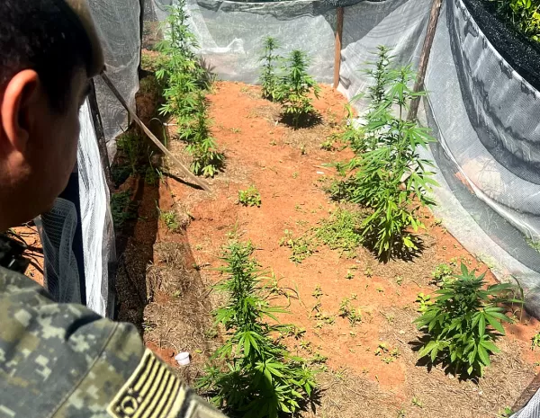 Polícia Ambiental descobre plantio de maconha