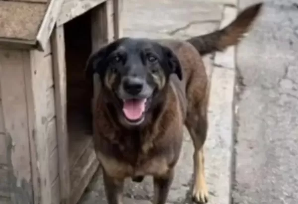 Maus-tratos contra animais disparam no Brasil e caso Orelha comove o país