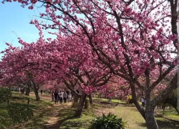 Festa da Cerejeira em Garça começa hoje e deve atrair público de toda região