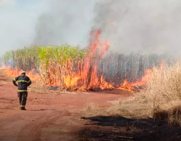 Caseiro de fazenda morre carbonizado ao tentar combater incêndio em canavial 