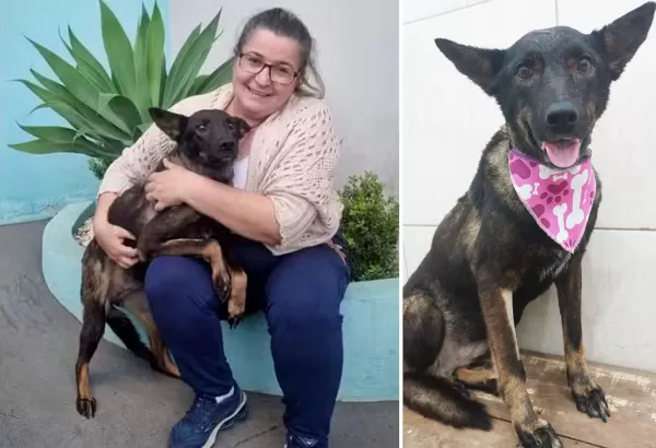 Cachorrinha resgatada após ser abusada sexualmente por idoso ganha um novo lar