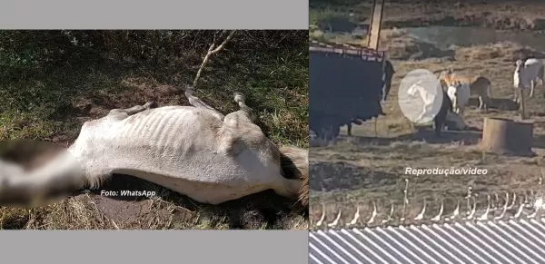 Vídeo mostra égua sendo vítima de maus tratos e abandonada em Marília. Animal acabou morrendo