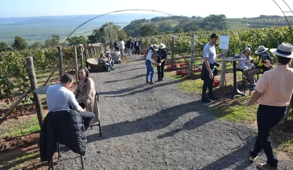 2ª Vindima da Vinícola Dom Alonso consolida Marília como produtora de vinhos finos