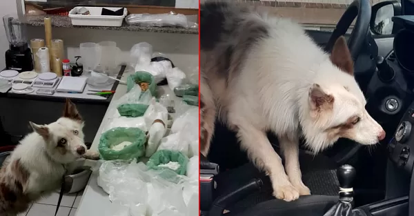 Polícia Militar descobre laboratório de drogas em Marília