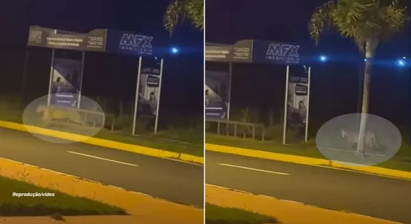 Corredores têm “incentivo” para melhorar o tempo: uma onça