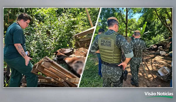 Cavalos vítimas de maus-tratos são resgatados em Marília; um precisou ser sacrificado