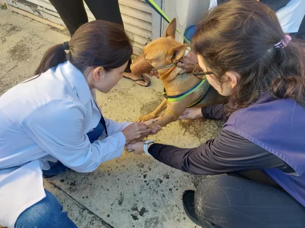 Saúde realiza neste sábado vacinação antirrábica na zona norte de Marília