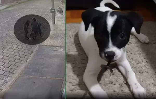 Justiça condena mulher que abandonou cãozinho um mês depois de adotá-lo