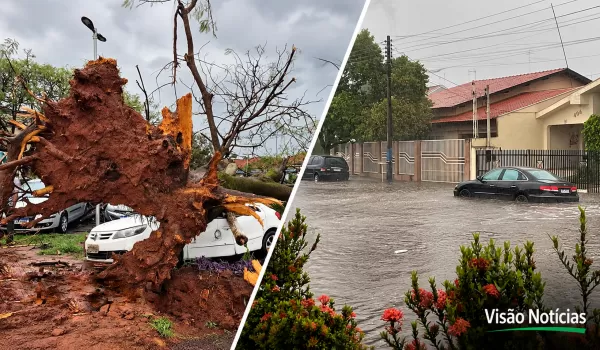 Temporal derruba árvores sobre carros e provoca alagamentos na região