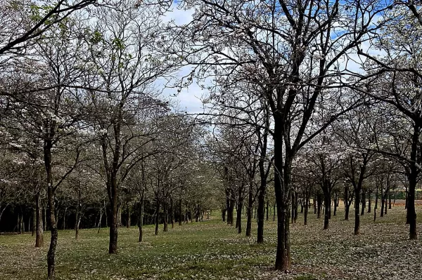 Florada dos ipês brancos no Bosque Municipal de Marília encanta visitantes