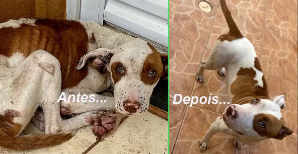 ONG faz campanha para adoção de cachorrinha vítima de maus tratos em Marília