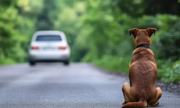 Câmara aprova cassar CNH de quem usar carro para abandonar animais na rua