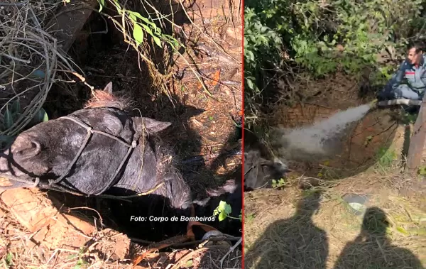 Bombeiros de Marília usam técnica curiosa para resgatar cavalo que caiu em fossa