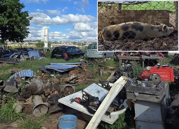 Fiscalização da Prefeitura flagra irregularidades ambientais em desmanche na zona Norte de Marília