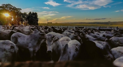 Unimar realiza 1º leilão online de gado