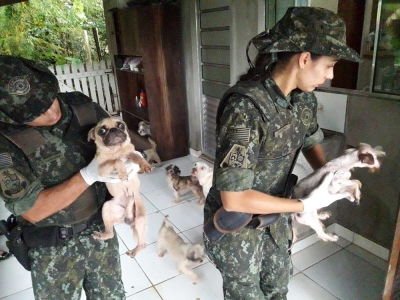 Mulher é multada em R$ 54 mil após maltratar 18 cachorros