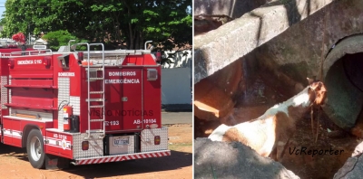 Cavalo cai em fosso na zona sul