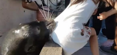 Garota mordida e arrastada por leão-marinho foi infectada por bactéria mortal