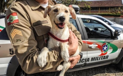 Cachorro que foi jogado no lixo vira mascote da PM