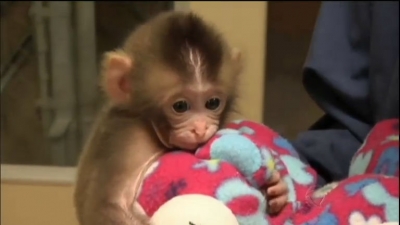 Polícia resgata filhotes de macacos em rodovia