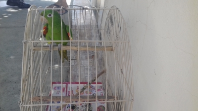 Polícia Ambiental resgata pássaro na zona sul de Marília