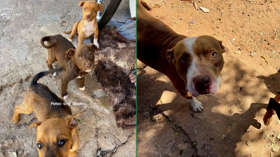 ONG resgata filhotes e fêmea da raça pitbull em situação de maus-tratos