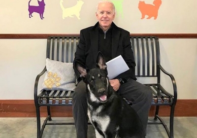 Cão de Joe Biden será o primeiro resgatado a viver na Casa Branca