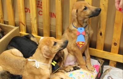 Bauru Shopping realiza feira de animais neste sábado