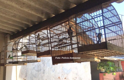 Criador de pássaros silvestres é multado em R$ 6,5 mil em Marília