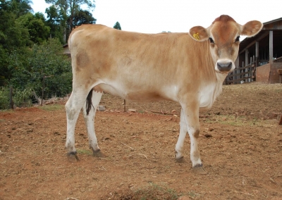 Produtor rural tem gado furtado em pasto