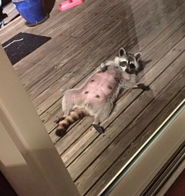 Guaxinim fotografada em 