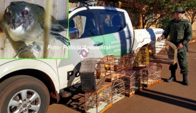 Criador é multado pela Polícia Ambiental por maus tratos contra ave