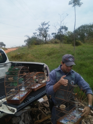 Polícia resgata pássaros em Marília