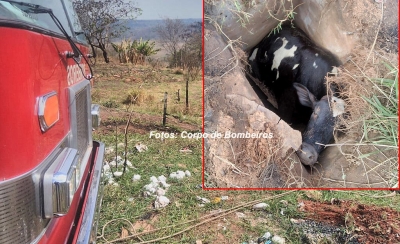 Bombeiros resgatam boi após cair em buraco na zona sul