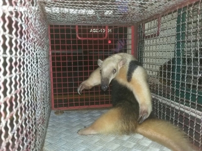 Bombeiros resgatam tamanduá em bananeira na zona sul de Marília