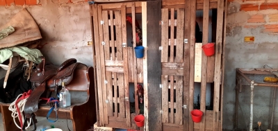 Homem é multado pela Polícia Ambiental em R$ 72 mil por manter rinha de galo 