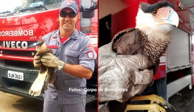 Bombeiros resgatam ave de rapina em Marília