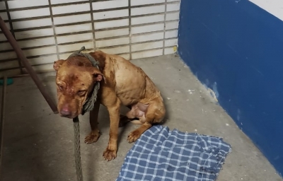 Polícia estoura rinha de cães e encontra churrasco de cachorro