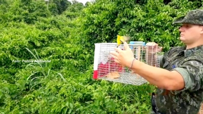 Polícia Ambiental solta aves mantidas em cativeiro e multa criadores